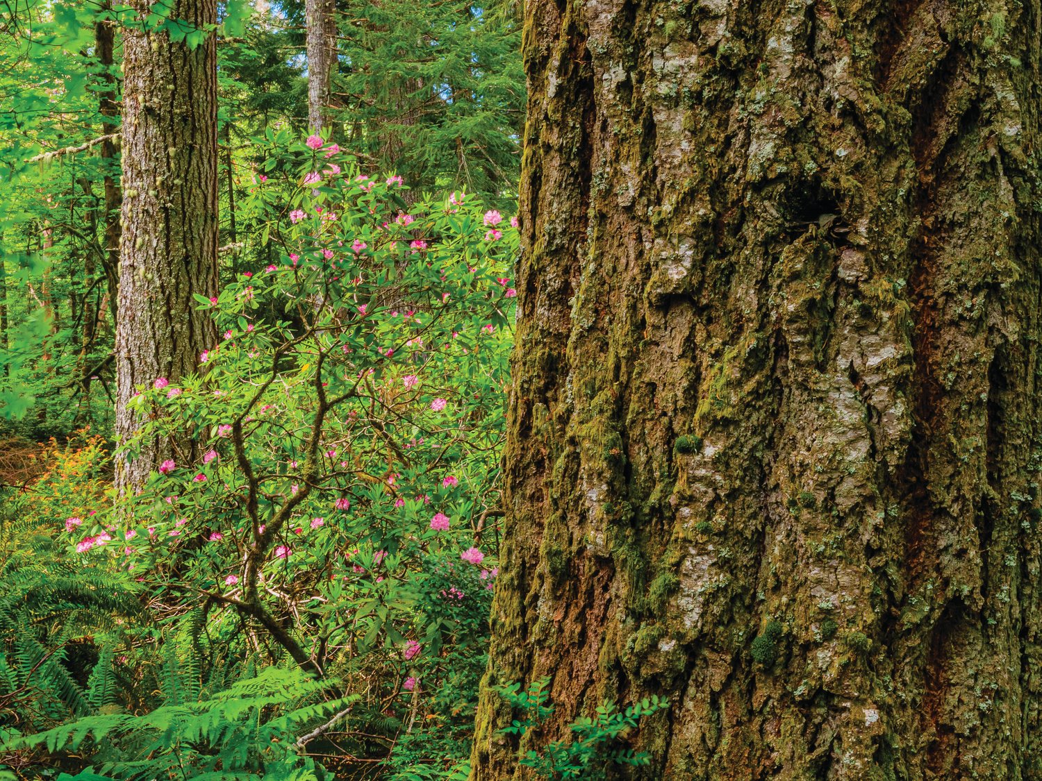 Rare forests recently discovered on the Toandos Peninsula near Dabob Bay include rhododendron, Douglas fir, western hemlock and evergreen huckleberry